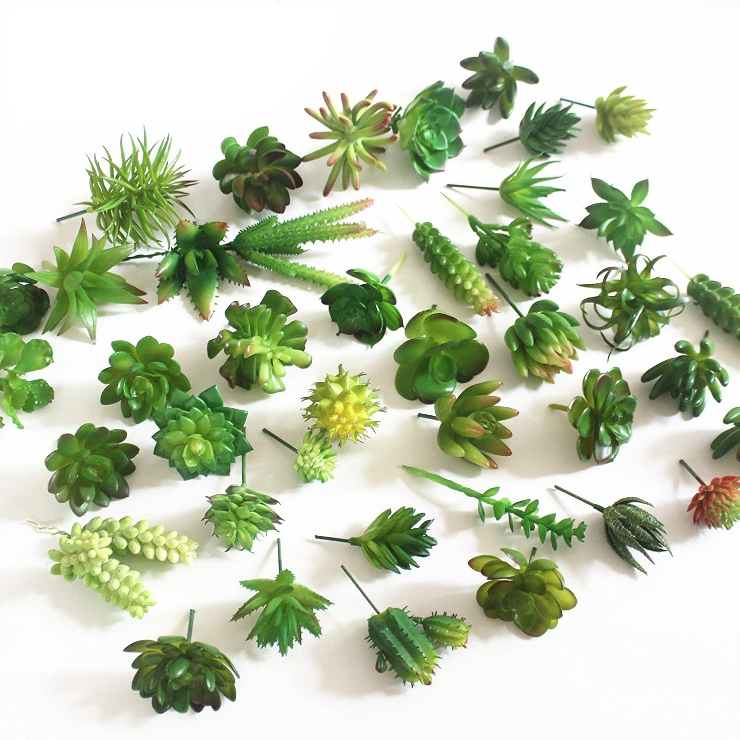 15 Uds plantas suculentas arti - Echeveria Succulent reseña y precio