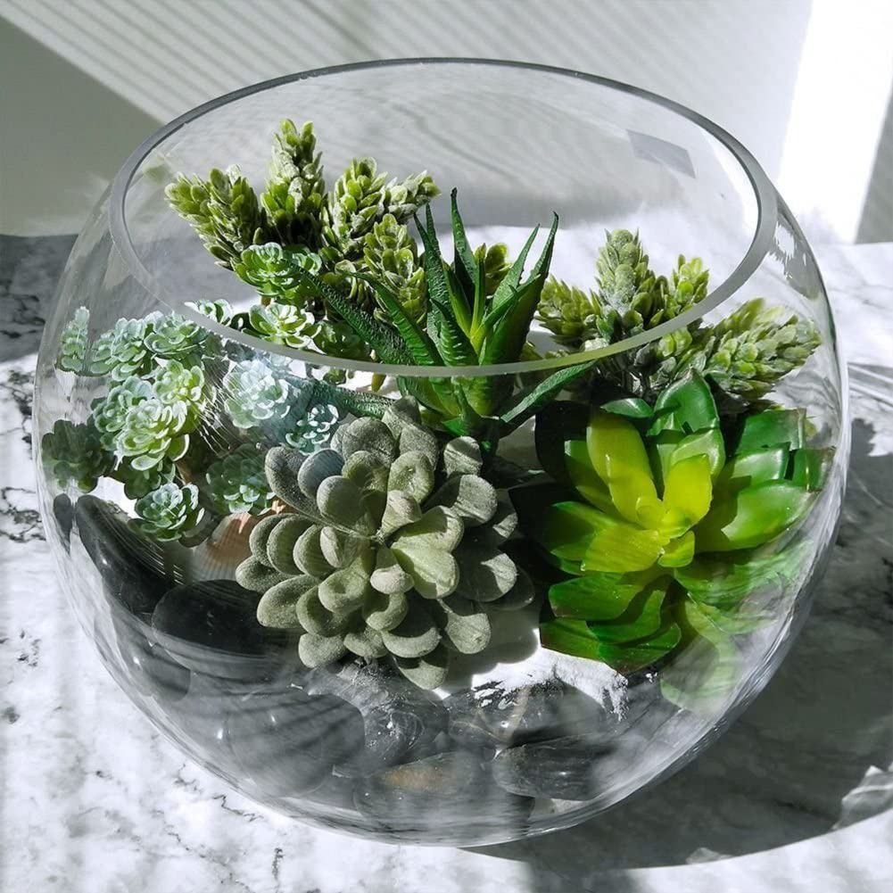 15 Uds plantas suculentas arti - Echeveria Succulent reseña y precio